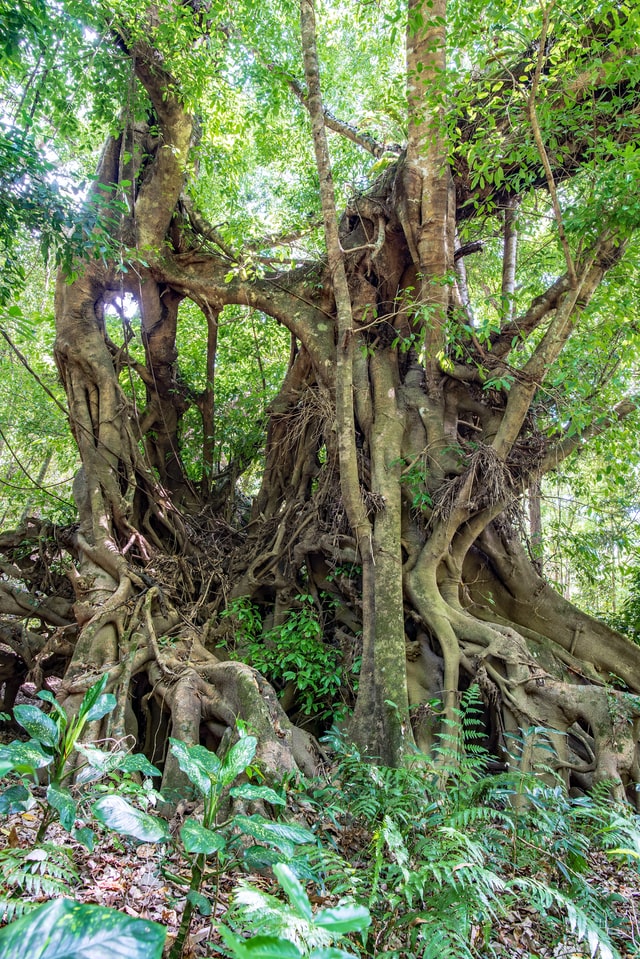 actor model, strangler fig, msc